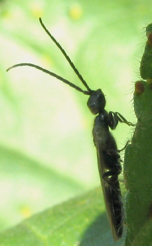 Bethylidae Pristocerinae maschio